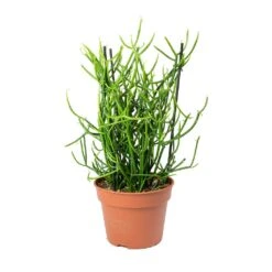 Euphorbia Tirucalli - Pencil Cactus -Indoor Plants Euphorbia tirucalli Pencil Cactus