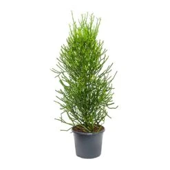 Euphorbia Tirucalli - Pencil Cactus -Indoor Plants Euphorbia tirucalli Pencil Cactus XLarge