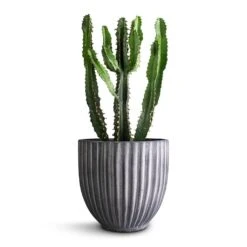 Lagos Plant Pot - Anthracite -Indoor Plants Euphorbia triangularis 14x40cm Lagos Plant Pot Anthracite 20x20cm 290bf94e 9038 4a7f ab61 7788f44c5b60