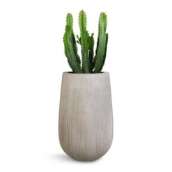 Patt High Plant Vase - Ridged Cement -Indoor Plants Euphorbia triangularis 17x45cm Patt High Plant Vase Ridged Cement 29x43cm 1043ac87 2b0e 4dcf a4a6 115a3f55ef9f