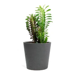 Mini Bucket Plant Pot - Black Washed 11 Mini Bucket Plant Pot - Black Washed -Indoor Plants Euphorbia trigona rubra African Milk Tree Mini Bucket Plant Pot Black Washed