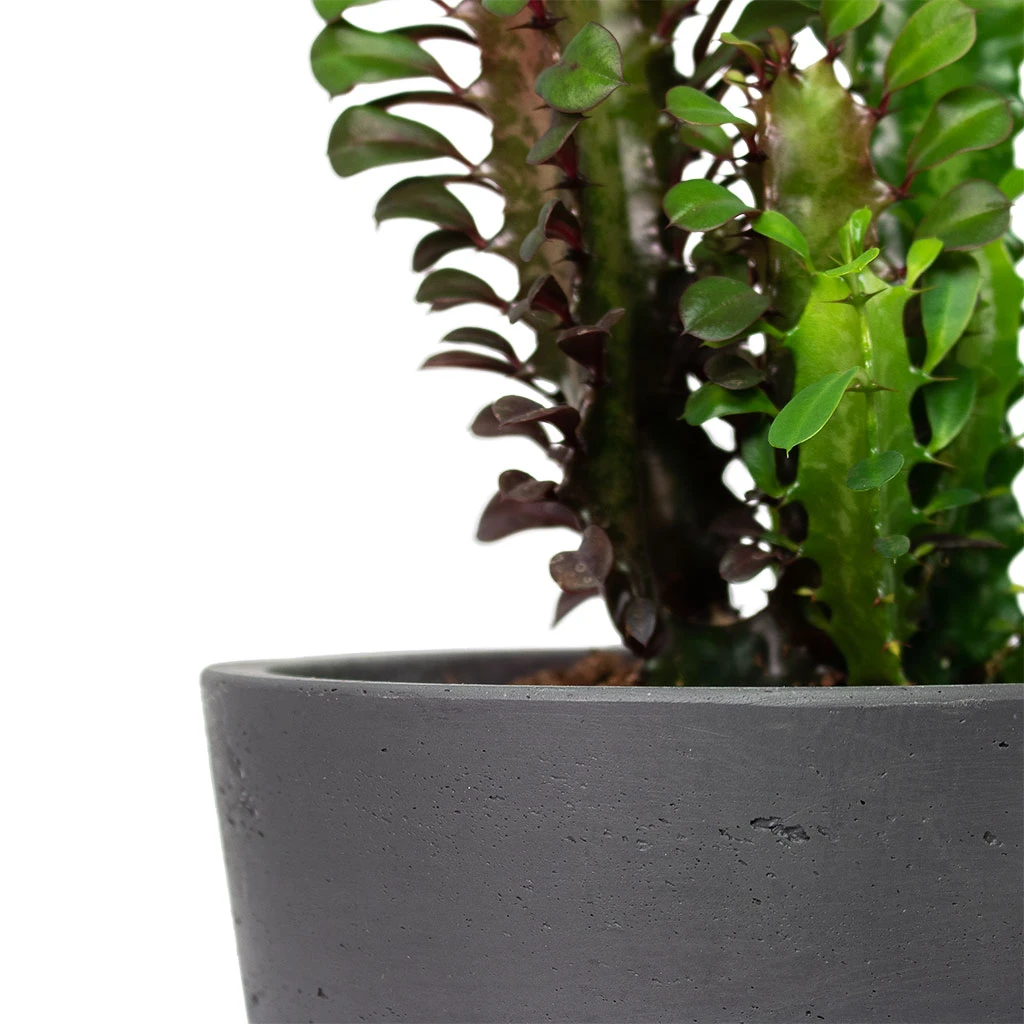 Mini Bucket Plant Pot - Black Washed 2 Mini Bucket Plant Pot - Black Washed - Image 2