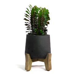 Patt Plant Pot - Low Stand - Black Washed -Indoor Plants Euphorbia trigona rubra African Milk Tree Patt Plant Pot Low Stand Black Washed