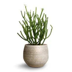 Euphorbia Tirucalli - Pencil Cactus -Indoor Plants Euphorbie tirucalli Pencil Cactus 15x35cm Noor Plant Pot Metallic Grey 19x16cm ef5f0d48 74e3 4386 9dfc d2310cbc8dee
