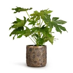 Luxe Lite Moon Cylinder Planter - Bronze -Indoor Plants Fatsia japonica Japanese Aralia 17x60cm Luxe Lite Moon Cylinder Planter Bronze 23x22cm