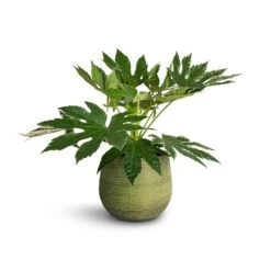 Lydia Plant Pot - Shiny Green -Indoor Plants Fatsia japonica Variegated Japanese Aralia 17x60cm Lydia Plant Pot Shiny Green 22x20cm 1