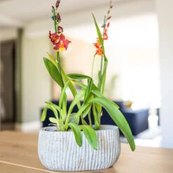 Feico Oval Plant Bowl - Mint Grey -Indoor Plants Feico Oval Plant Bowl Shiny Mint Lifestyle 01