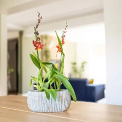 Feico Oval Plant Bowl - Mint Grey -Indoor Plants Feico Oval Plant Bowl Shiny Mint Lifestyle 02