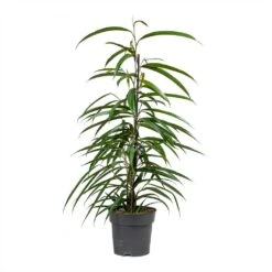 Ficus Alii - Long Leafed Fig -Indoor Plants Ficus Alii Long Leafed Fig 17x70cm