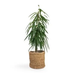 Ficus Alii - Long Leafed Fig -Indoor Plants Ficus Alii Long Leafed Fig 17x70cm Ido Plant Baskets Set5 Large Natural