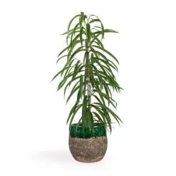 Lindy Plant Pot - Black Green -Indoor Plants Ficus Alii Long Leafed Fig 17x70cm Lindy Plant Pot Black Green 23x20cm 513edad0 79e9 4d01 909c 50a38d80bd72