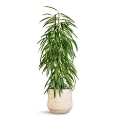 Dune Darcy Planter - Oat 17 Dune Darcy Planter - Oat -Indoor Plants Ficus Alii Long Leafed Fig 21x100cm Dune Darcy Planter Oat 30x26cm 06183c2f de98 4ecb b657 120f9a49dfe4