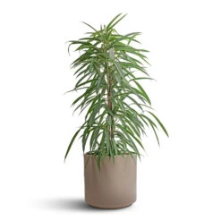 Ficus Alii - Long Leafed Fig -Indoor Plants Ficus Alii Long Leafed Fig 21x100cm Prague Plant Pot Taupe 28x24cm 15c7b3bf df09 4c32 bc07 6d48c4393dc6