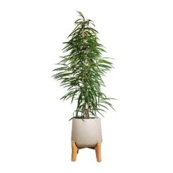 Patt Plant Pot - Low Stand - Grey Washed -Indoor Plants Ficus Alii Long Leafed Fig 27x125cm Patt Plant Pot Low Stand Grey Washed 39x43cm aabd44e6 5403 44b0 bf12 c35c1fcd8a82