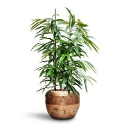 Opus Raw Couple Planter - Gold -Indoor Plants Ficus Amstel King HydroCare Opus Raw Couple Planter Gold