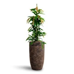 Luxe Lite Layer Partner Planter - Bronze -Indoor Plants Ficus Amstel King HydrocultureLuxe Lite Layer Partner Planter Bronze e1531c22 a242 4685 a5d0 374bfb296a3f
