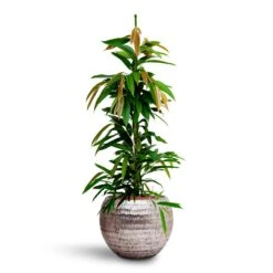 Opus Hammered Globe Planter - Silver -Indoor Plants Ficus Amstel King HydrocultureOpus Hammered Globe Planter Silver 6c360a7c b853 4c75 ae56 fe4efa3ec960