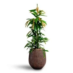Opus Hit Darcy Planter - Gold 38 Opus Hit Darcy Planter - Gold -Indoor Plants Ficus Amstel King HydrocultureOpus Hit Darcy Planter Gold 9606f61f 0e8e 4cb4 ac1e 379bf05e5382