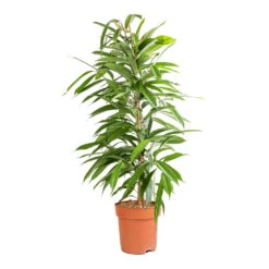 Ficus Amstel King - Narrow Leafed Fig 10 Ficus Amstel King - Narrow Leafed Fig -Indoor Plants Ficus Amstel King Narrow Leafed Fig 21x90cm