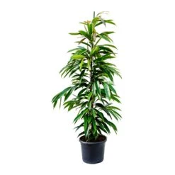 Ficus Amstel King - Narrow Leafed Fig 9 Ficus Amstel King - Narrow Leafed Fig -Indoor Plants Ficus Amstel King Narrow Leafed Fig