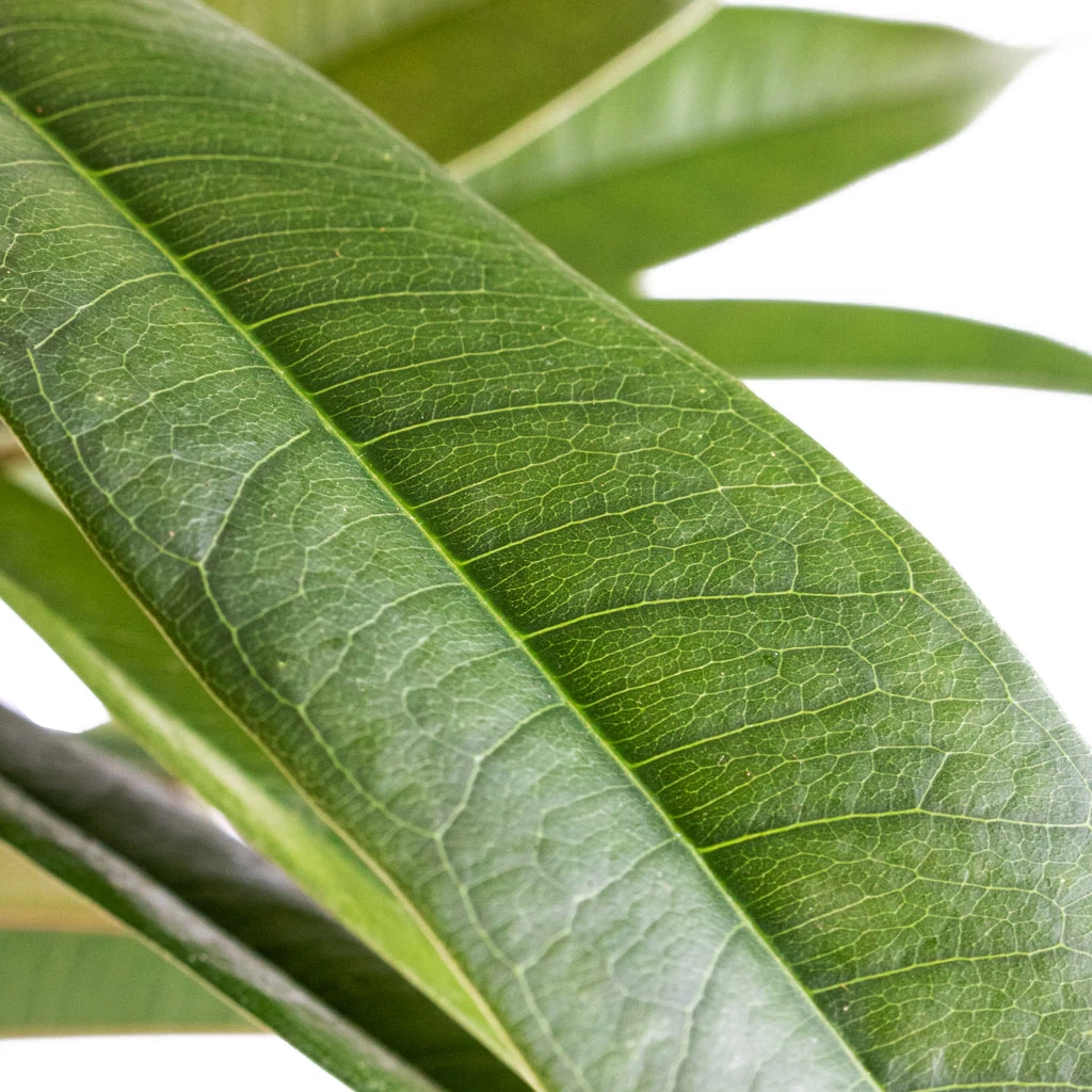 Ficus Amstel King - Narrow Leafed Fig 2 Ficus Amstel King - Narrow Leafed Fig - Image 2