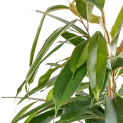 Ficus Amstel King - Narrow Leafed Fig 11 Ficus Amstel King - Narrow Leafed Fig -Indoor Plants Ficus Amstel King Narrow Leafed Fig SWATCH