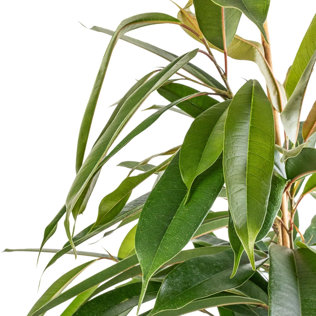 Ficus Amstel King - Narrow Leafed Fig 5 Ficus Amstel King - Narrow Leafed Fig - Image 5