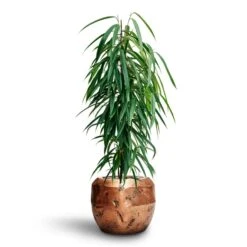 Opus Raw Couple Planter - Gold -Indoor Plants Ficus Binnendijkii Alii Hydroculture Opus Raw Couple Planter Gold 8797227d 0b86 4893 8253 24001b10e9a1