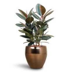 Ficus Elastica Abidjan - HydroCare -Indoor Plants Ficus Elastica Abidjan Hydroculture Amora Couple Planter Gold