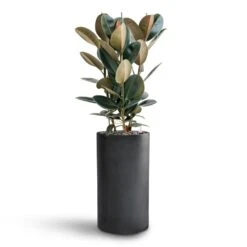 Solid Cylinder Planter - Dark Grey -Indoor Plants Ficus Elastica Abidjan Hydroculture Basic Cylinder Planter Dark Grey 063f9e1e ae08 458b aced d7fcd27a3fde