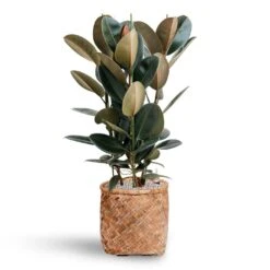 Zayn Bamboo Planter -Indoor Plants Ficus Elastica Abidjan Hydroculture Bohemian Zayn Bamboo Planter 72ba1d80 b754 4372 87bf 5e68654e4bb2