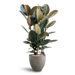 Ficus Elastica Abidjan - HydroCare -Indoor Plants Ficus Elastica Abidjan Hydroculture Grigio Egg Pot Planter Natural Concrete