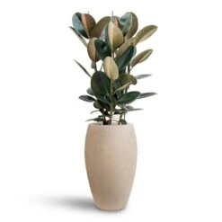 Raindrop Tall Balloon Planter - Stone -Indoor Plants Ficus Elastica Abidjan Hydroculture Raindrop Emperor Planter Beige 0ba317e7 4945 48f8 9727 d36cb897e3d6