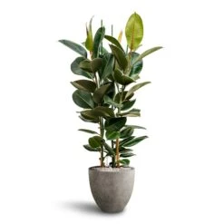 Ficus Elastica Robusta - Rubber Plant - HydroCare -Indoor Plants Ficus Elastica Robusta Hydroculture Grigio Egg Pot Planter Natural Concrete