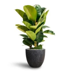 Ficus Elastica Robusta - Rubber Plant - HydroCare -Indoor Plants Ficus Elastica Robusta Hydroculture Raindrop Couple Planter Anthracite