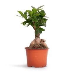 Ficus Ginseng - Indian Laurel -Indoor Plants Ficus Ginseng Indian Laurel 12x30cm 2