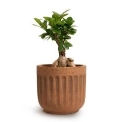 Ficus Ginseng - Indian Laurel -Indoor Plants Ficus Ginseng Indian Laurel 12x30cm Duncan Plant Pot Rust 17x16cm 444c8f31 c116 4abb 866e 30683f58bc49
