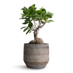 Ficus Ginseng - Indian Laurel -Indoor Plants Ficus Ginseng Indian Laurel 12x30cm Norell Plant Pot Latte Lattice 15x13cm