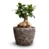Ficus Ginseng - Indian Laurel