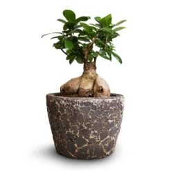Ficus Ginseng - Indian Laurel