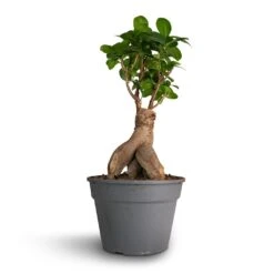 Ficus Ginseng - Indian Laurel -Indoor Plants Ficus Ginseng Indian Laurel 17x40cm