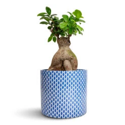 Ficus Ginseng - Indian Laurel -Indoor Plants Ficus Ginseng Indian Laurel 17x40cm Lazzaro Plant Pot Navy Garland 18x16cm 530ecf79 2a78 4c73 9b83 e12f09ae7268