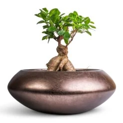 Ficus Ginseng - Indian Laurel -Indoor Plants Ficus Ginseng Indian Laurel 17x40cm Metallic UFO Plant Bowl Matt Coffee 40x15cm