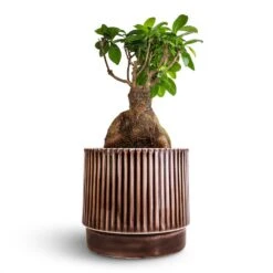 Nella Plant Pot - Coffee 11 Nella Plant Pot - Coffee -Indoor Plants Ficus Ginseng Indian Laurel 17x40cm Nella Plant Pot Coffee 21x19cm 8cf78ee6 527e 4ba8 8526 3c17383f69c3