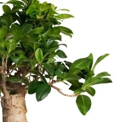 Ficus Ginseng - Indian Laurel -Indoor Plants Ficus Ginseng Indian Laurel 22x45cm
