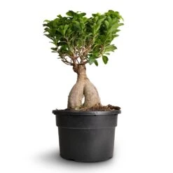 Ficus Ginseng - Indian Laurel -Indoor Plants Ficus Ginseng Indian Laurel 22x45cm 3