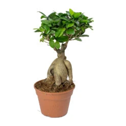 Ficus Ginseng - Indian Laurel -Indoor Plants Ficus Ginseng Indian Laurel 40cm