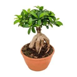 Ficus Ginseng - Indian Laurel -Indoor Plants Ficus Ginseng Indian Laurel Large