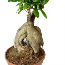Ficus Ginseng - Indian Laurel -Indoor Plants Ficus Ginseng Indian Laurel Roots 40cm