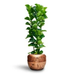 Ficus Lyrata Bambino - HydroCare -Indoor Plants Ficus Lyrata Bambino Hydroculture Opus Raw Couple Planter Gold